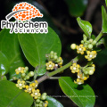 Pure gymnema sylvestre seeds reduce hyperglycemia